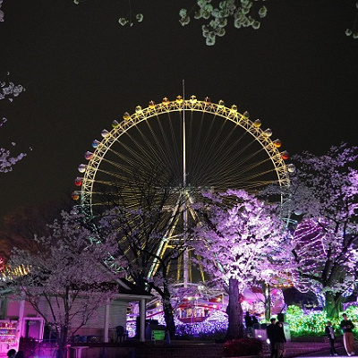よみうりランド　夜桜ジュエルミネーション