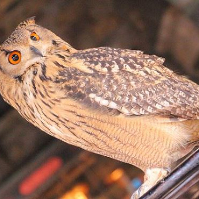 本物のふくろうに会えちゃうかも！？