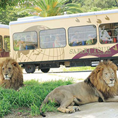 動物園：ツアー・アトラクション
