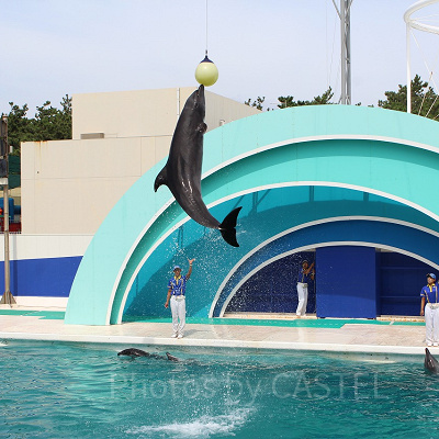 イルカが頭上のボールにめがけて見事なジャンプ！