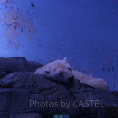 寝顔もかわいいホッキョクグマ