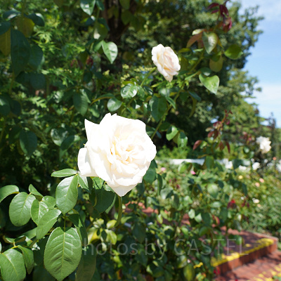 150種類ものバラを育てるバラ園