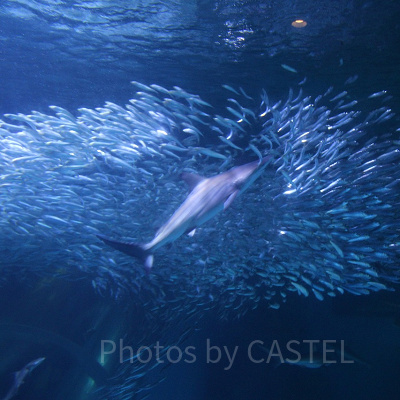 イワシの大群に突入するサメ