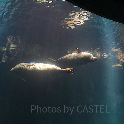 モンタレー湾水槽で泳ぐゴマフアザラシ