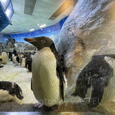 アデリーペンギン