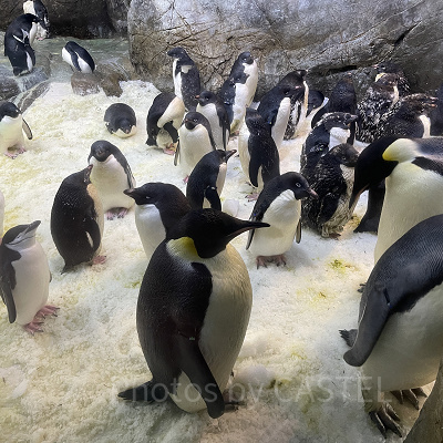 アドベンチャーワールド