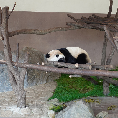 アドベンチャーワールドのパンダ