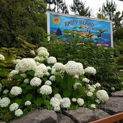 アミティエリア