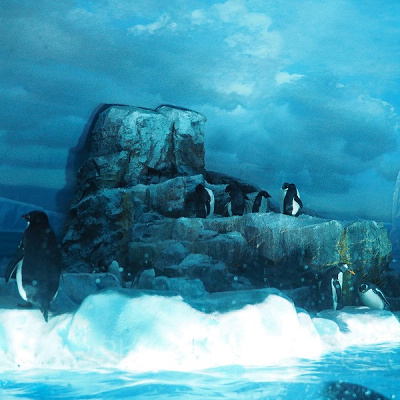 ペンギンたちの住む南極の海