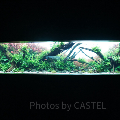 AOAO SAPPOROのネイチャーアクアリウム(「水底の紅葉」)