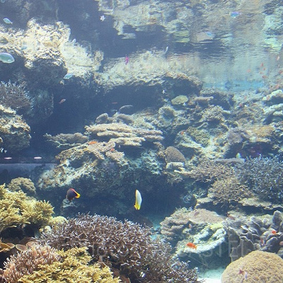 沖縄にある水族館