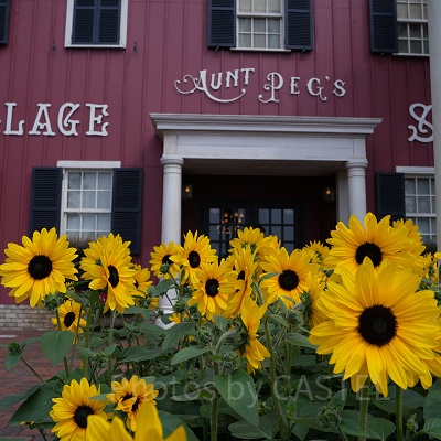 アーント・ペグズ・ヴィレッジストア