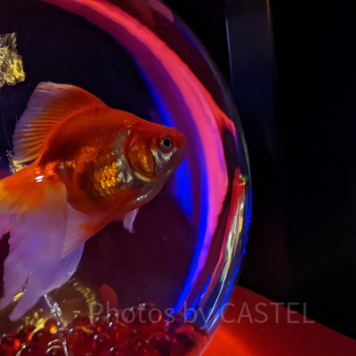 アートアクアリウム銀座　提灯リウム