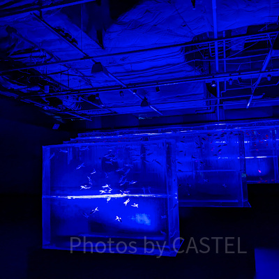 アートアクアリウム銀座　金魚の滝