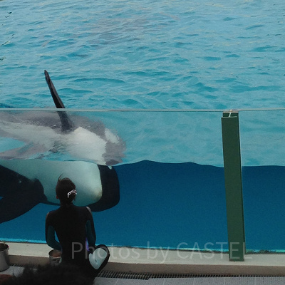 シャチのショーではシャチがヒレを振って観客にご挨拶