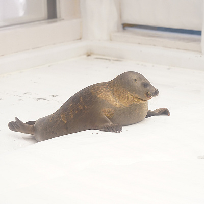 赤ちゃんアザラシ・ミゾレ