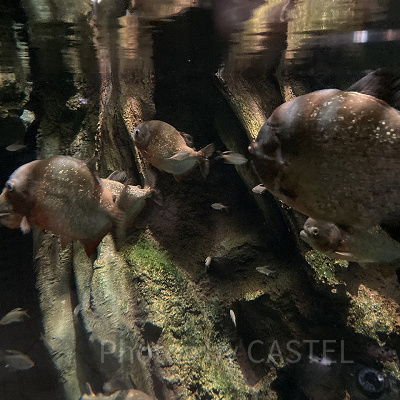 ブラック・コロソマ