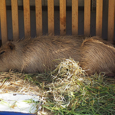 カピパラも気持ちよさそうな顔を浮かべています