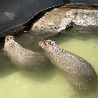アクアパークにはカピパラも何ともユニークな水族館です