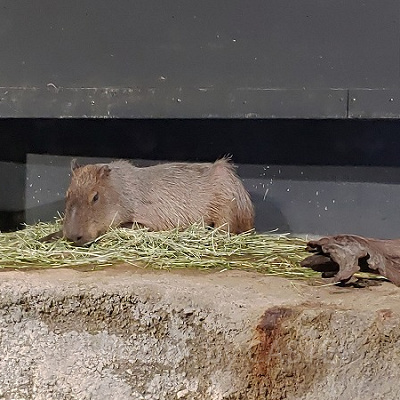 アクアパークにはカピパラも何ともユニークな水族館です