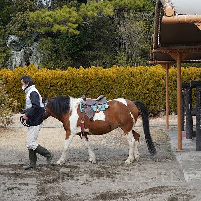 チャレンジホース