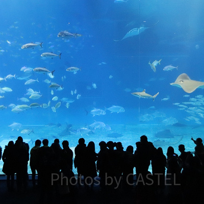 美ら海水族館