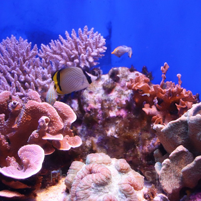 美ら海水族館のチケット料金