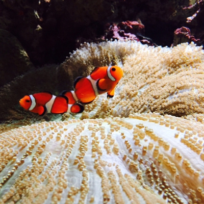 カクレクマノミ