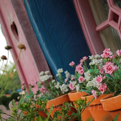 窓際にも色とりどりの花が