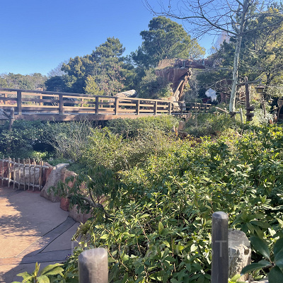 ディズニーランド混雑状況の現地レポート：絶好の写真スポットになったクリッターカントリー