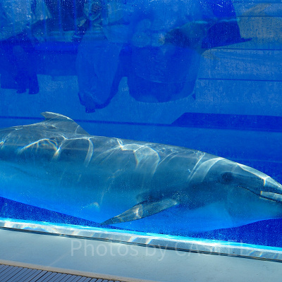 神戸須磨シーワールドのイルカショー：イルカの豆知識