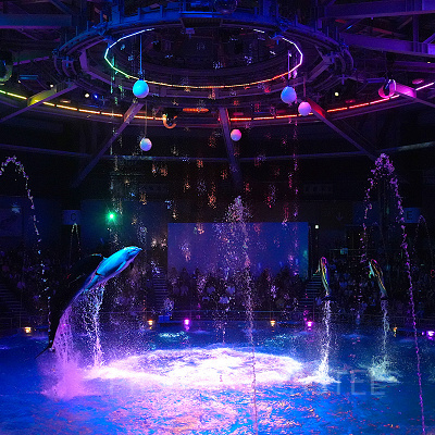 イルカショー・ナイトバージョン（アクアパーク品川）