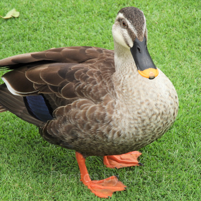 パークのあちこちにいるカモ