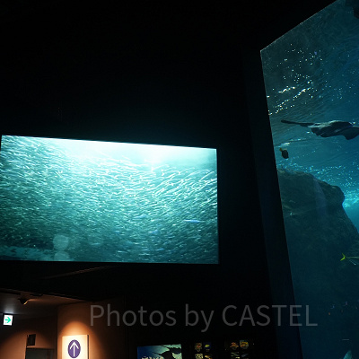 新江ノ島水族館（えのすい）：ダイバーのカメラ映像が水槽横スクリーンに映る！
