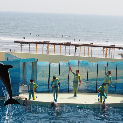 新江ノ島水族館のイルカショー