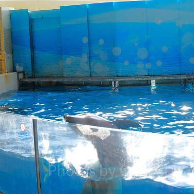 新江ノ島水族館（えのすい）：水槽の淵においた氷を見つけて食べるイルカ