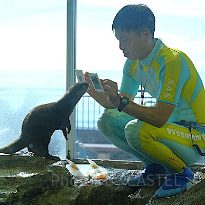 新江ノ島水族館（えのすい）：カワウソ