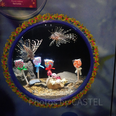 えのすいクリスマス：クリスマス限定の展示