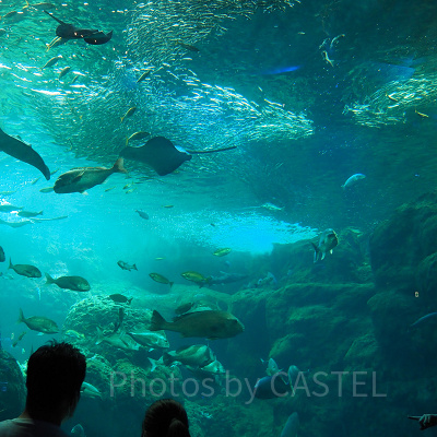えのすいの巨大水槽