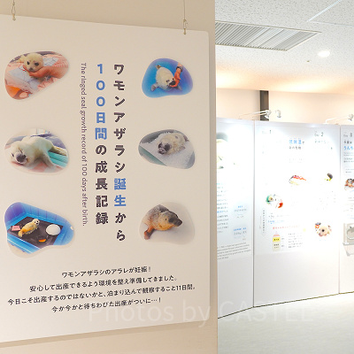 ミゾレちゃんの成長記録の展示