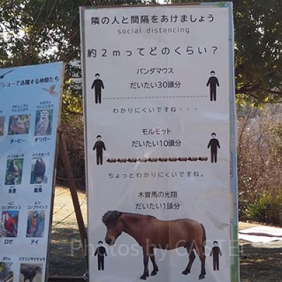 動物たちで解説！ソーシャルディスタンス