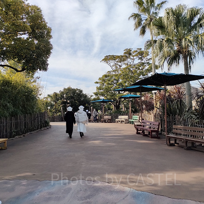 2023年2月ディズニーシー混雑状況レポート：ロストリバーデルタ（9:30頃）