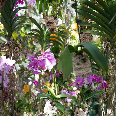 Floating Flower Garden: 花と我と同根、庭と我と一体