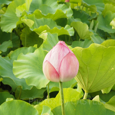 動物園裏手の不忍池では花も咲いています