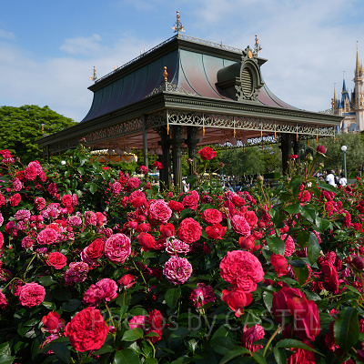 ディズニーランドに咲く花