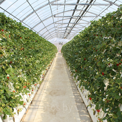 フルーツ農園のいちごハウス