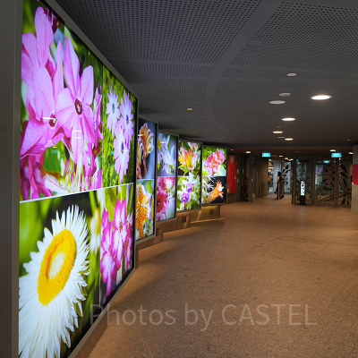 ガーデンズバイザベイ：フラワードーム