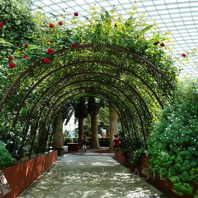 ガーデンズバイザベイ：フラワードーム