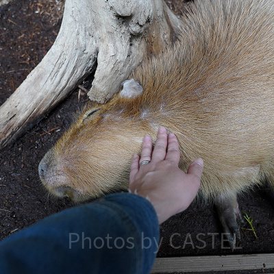 カピバラに優しくタッチ