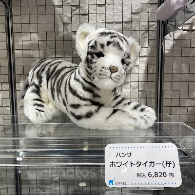 ハンサ　ホワイトタイガー（仔）